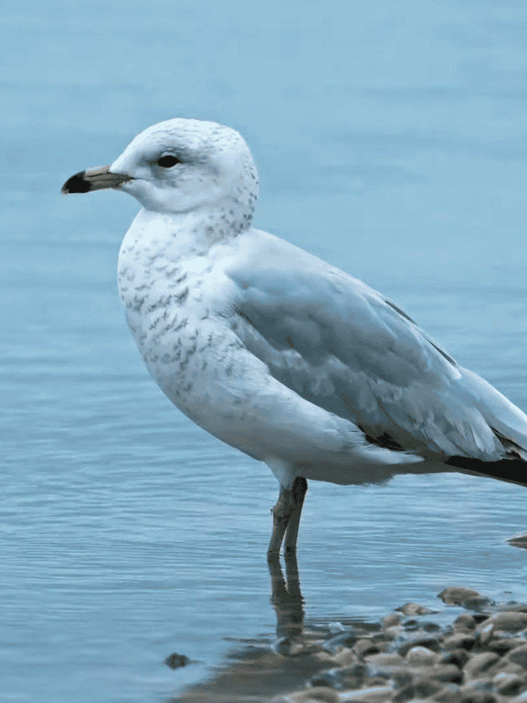Seagull resting by the water on a rocky shoreline, perfect for bird watching and nature photography.