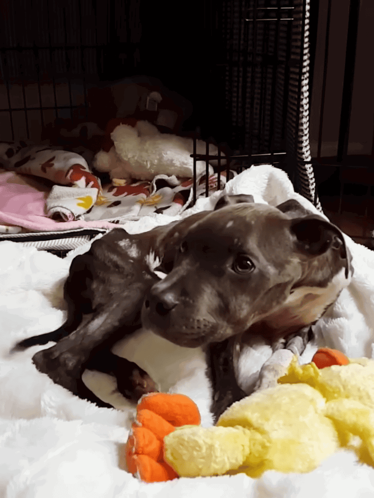 Playful puppy in a dog crate with plush toys, comfortable bedding, and puppy essentials. Ideal for pet care and comfort.