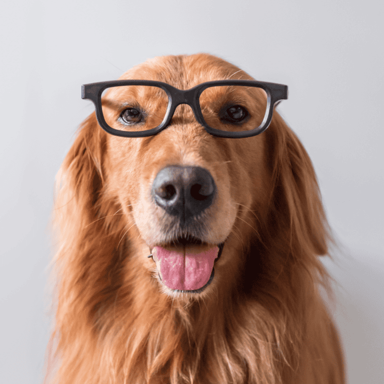 Dog wearing black glasses, adorable and playful for pet health and grooming tips.