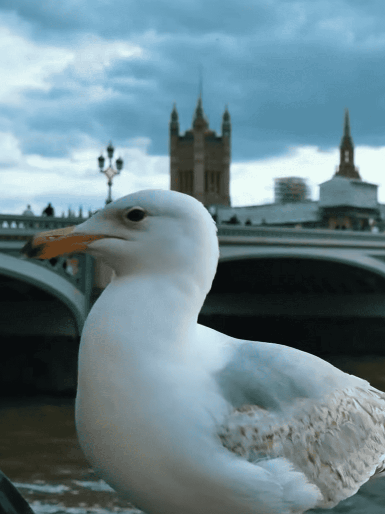 Seagull on River Thames near London Bridge with historic cityscape in background.
