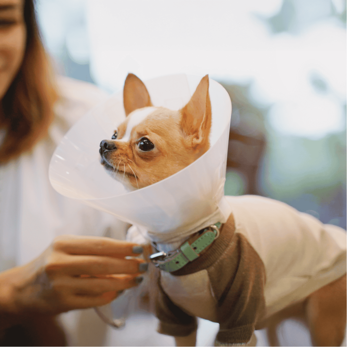 Pet recovery cone for dogs, after surgery or injury to prevent licking or biting.