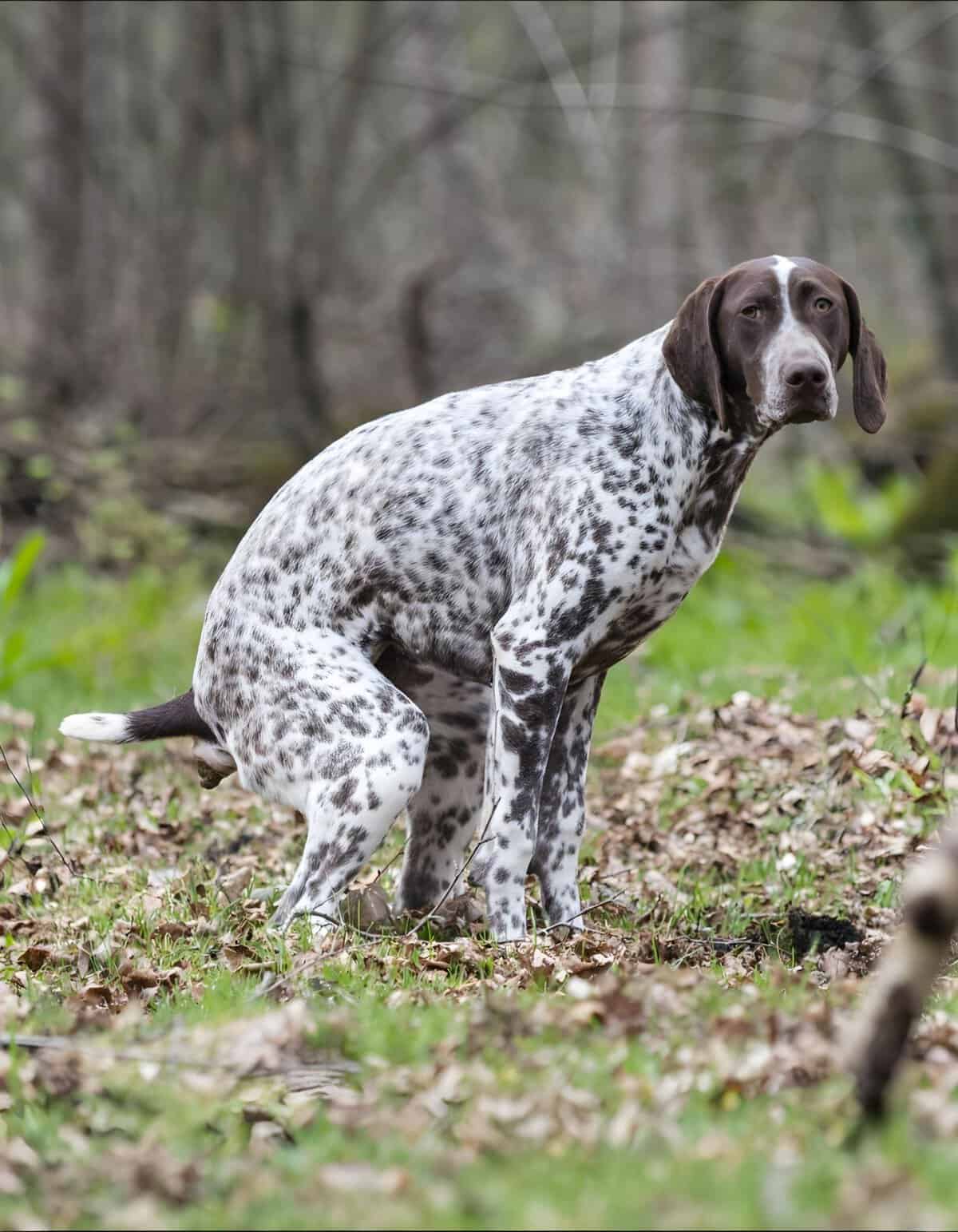 Dog sitting outdoors in a wooded area, alert and attentive.