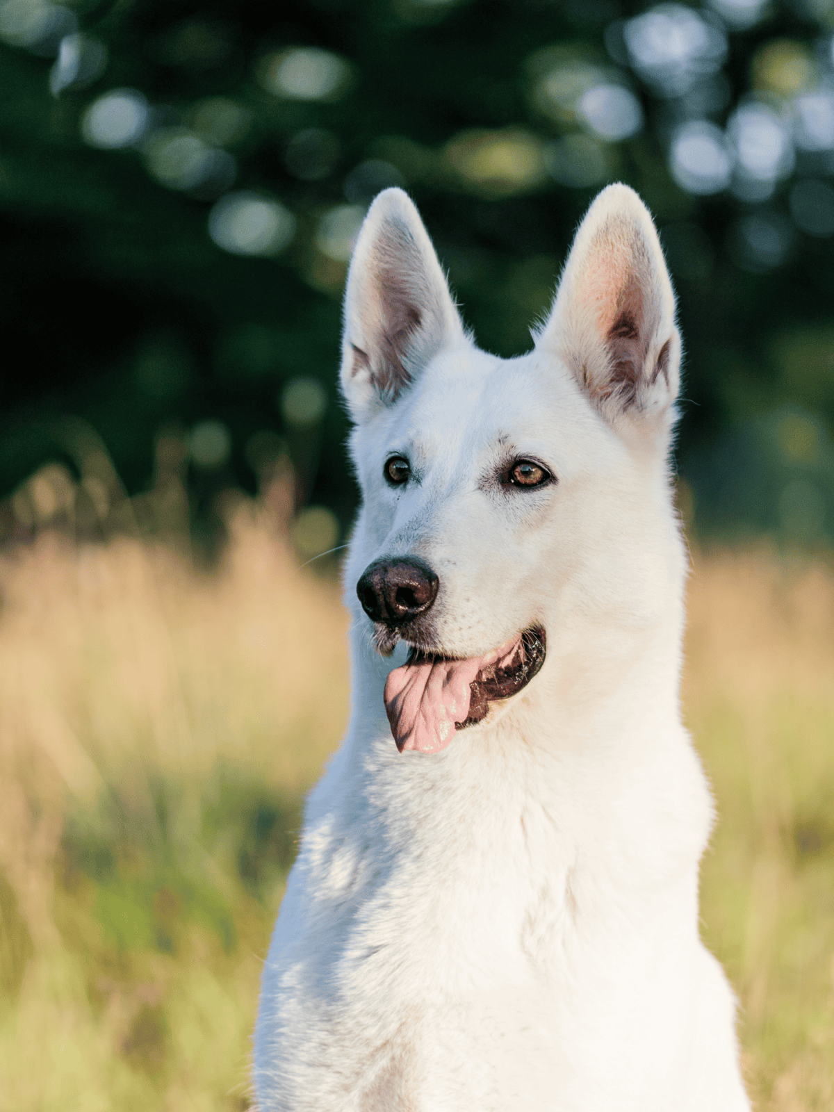 Dog rescue, friendly white dog, outdoor setting, playful and alert pet, perfect for animal lovers.