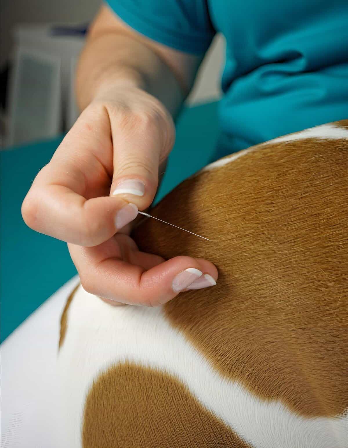 Dog receiving acupuncture treatment for pain relief and wellness.