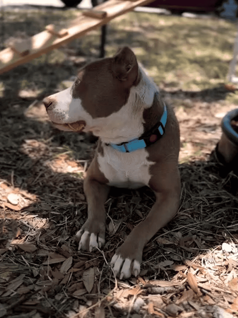 Adorable young pit bull puppy sitting on leaves in a park with a blue collar.