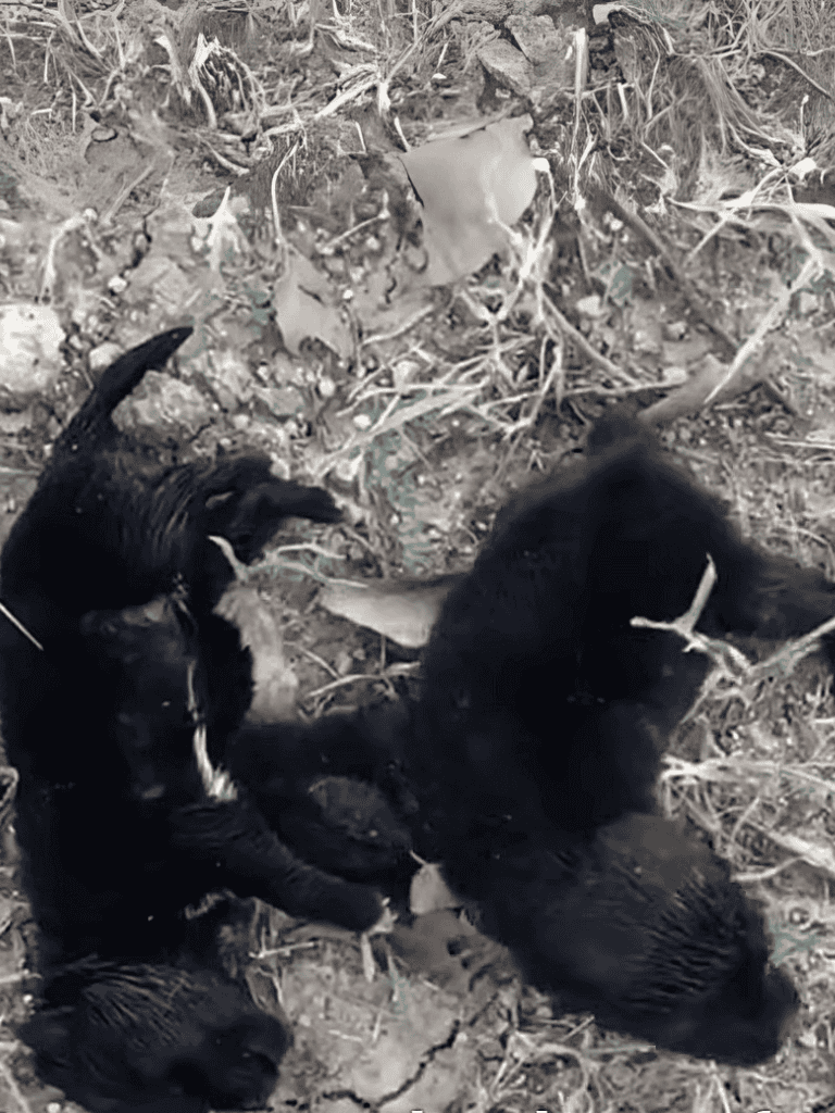 Adorable black puppies lying on the dirt ground outdoors.