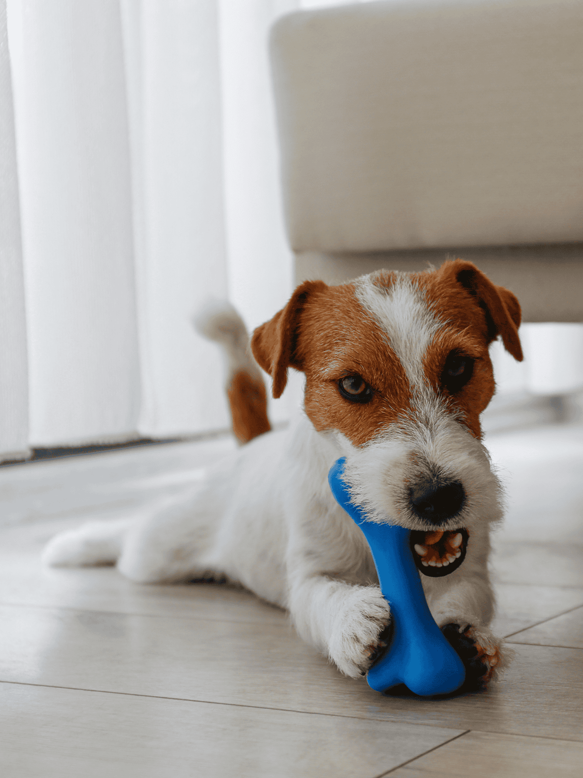 Dog playing with blue chew toy on wooden floor, indoors.