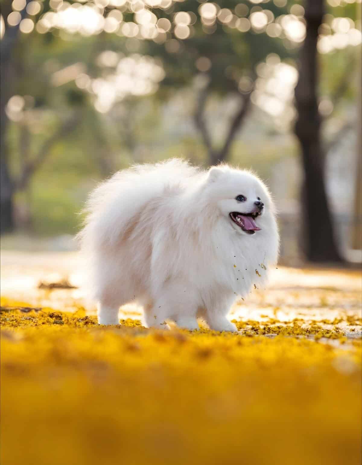 Cute white Pomeranian dog outdoors among yellow leaves, smiling and enjoying fall.