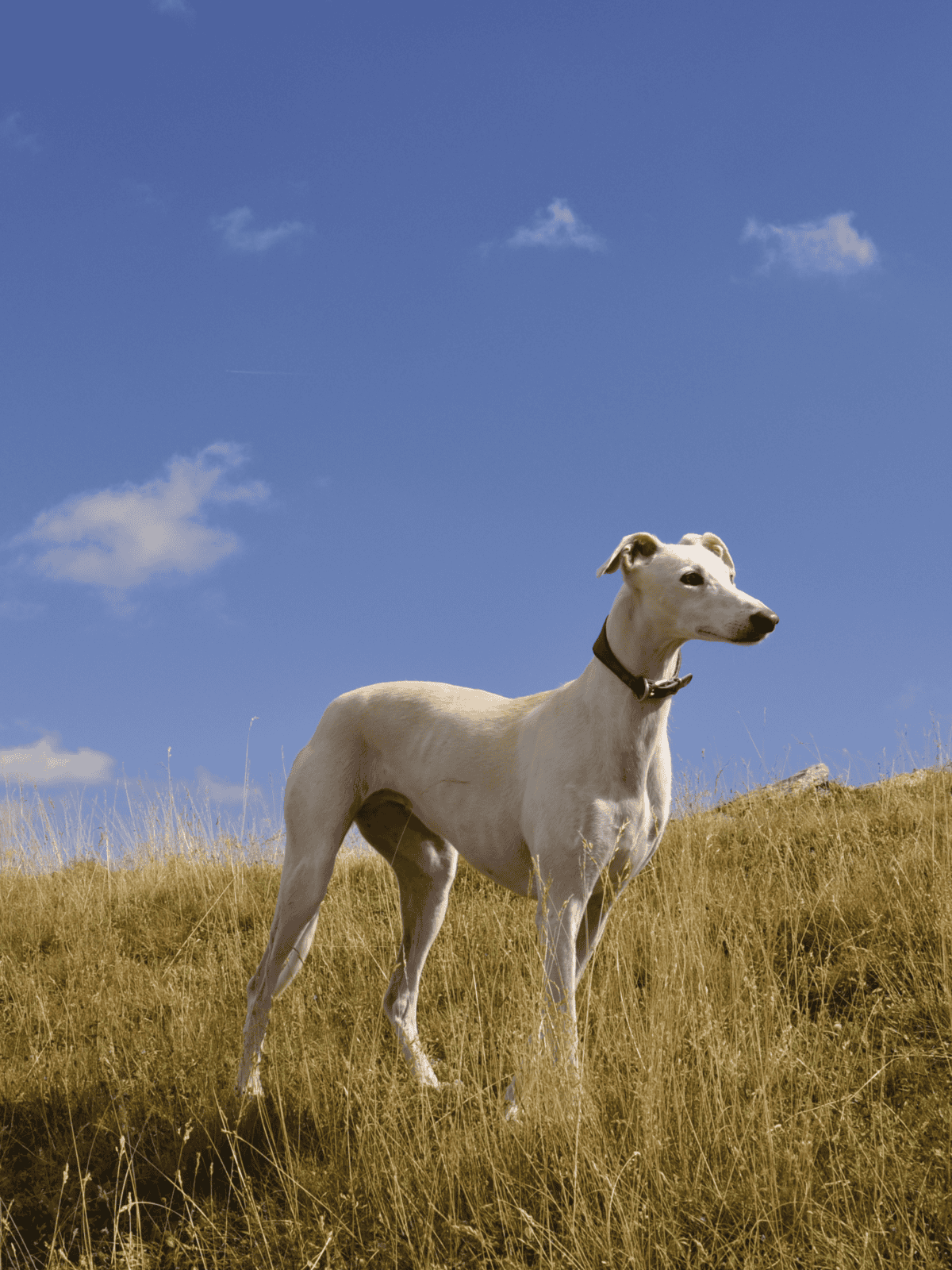 Adorable dog exploring nature during a sunny day.