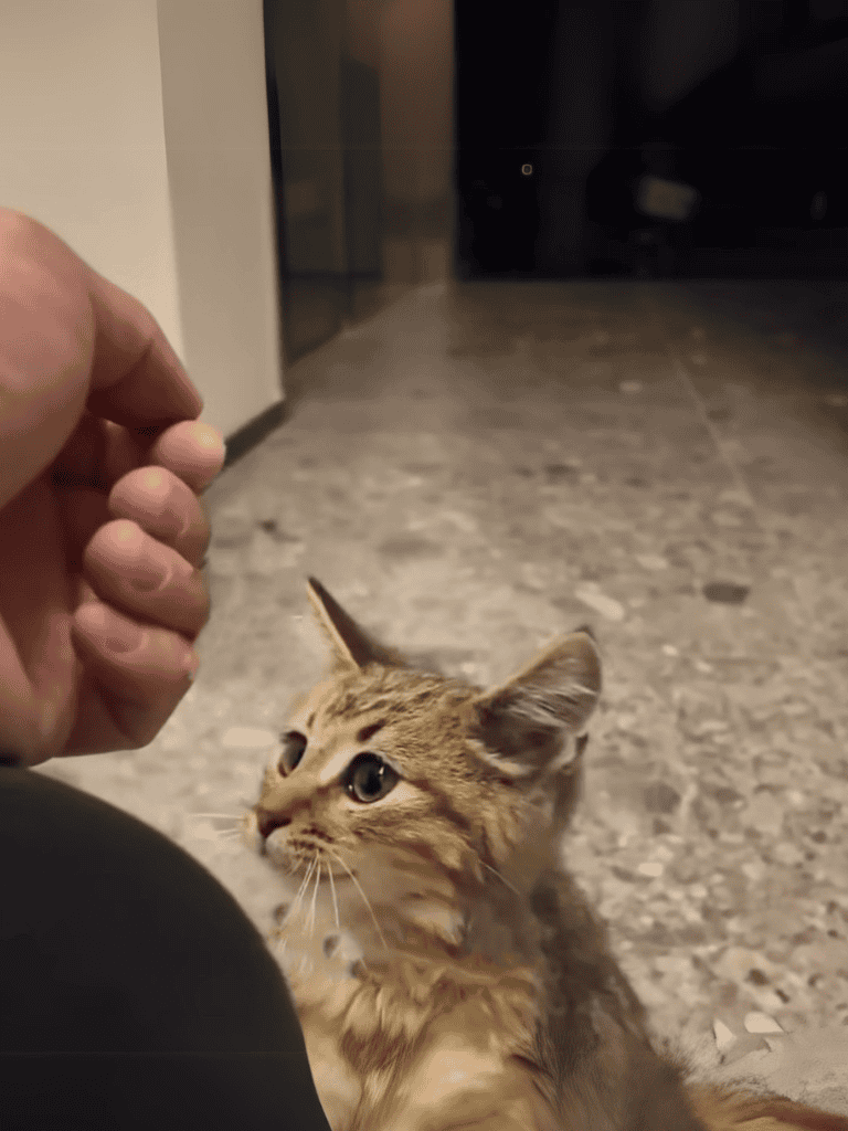 Cute brown tabby kitten looking up at human hand for play.