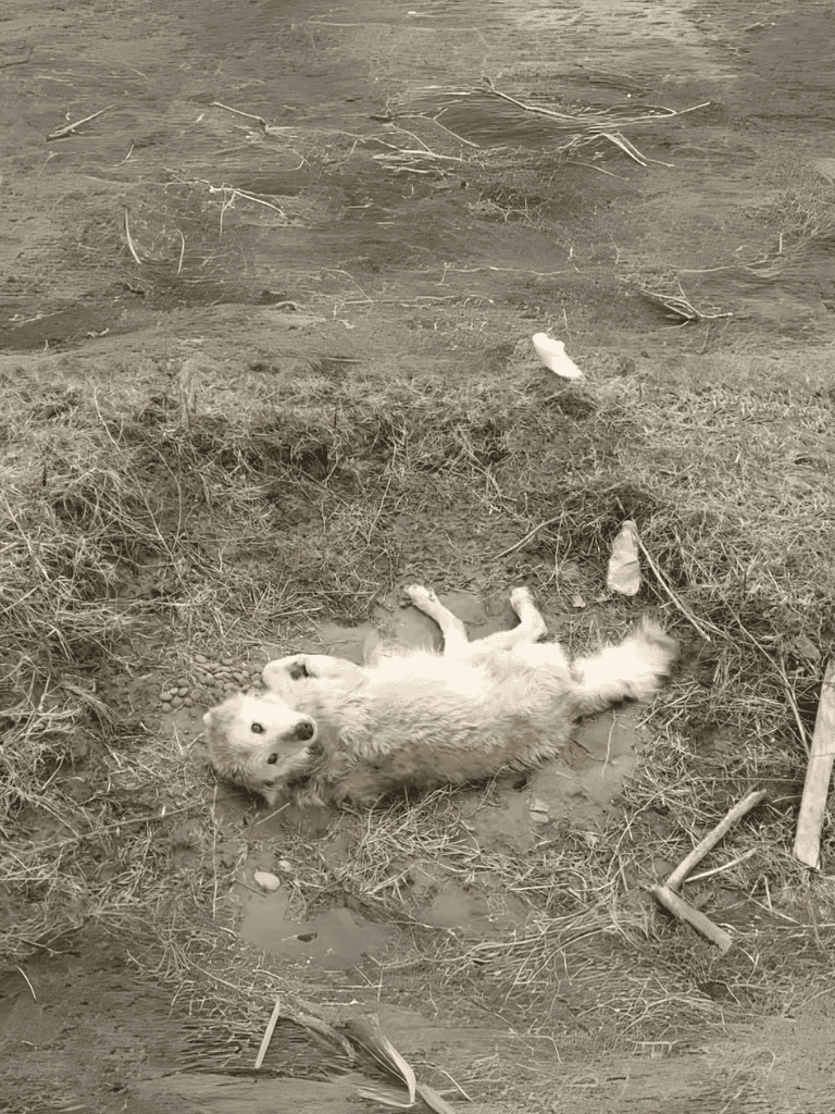 Adorable puppy relaxing on dirt with playful pose in outdoor environment.