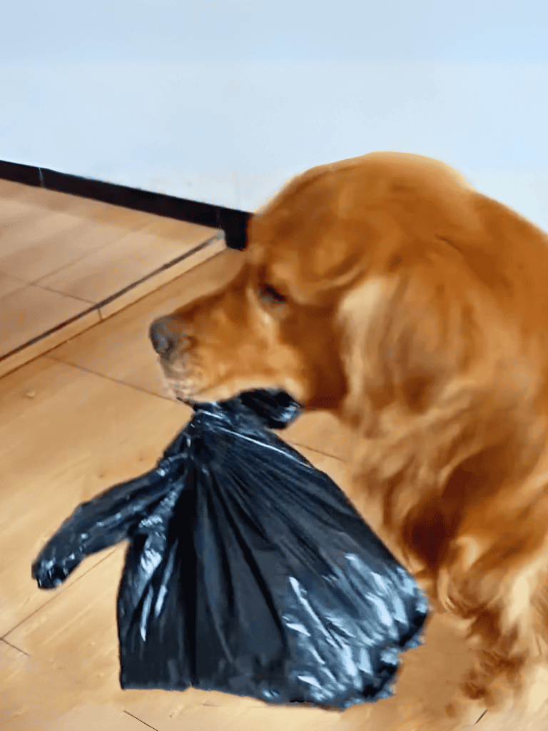 Dogfix.com, professional dog food delivery service for healthy pet nutrition.