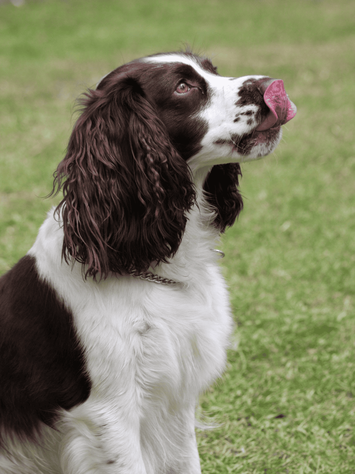 Dog playing outside with lush green grass background.