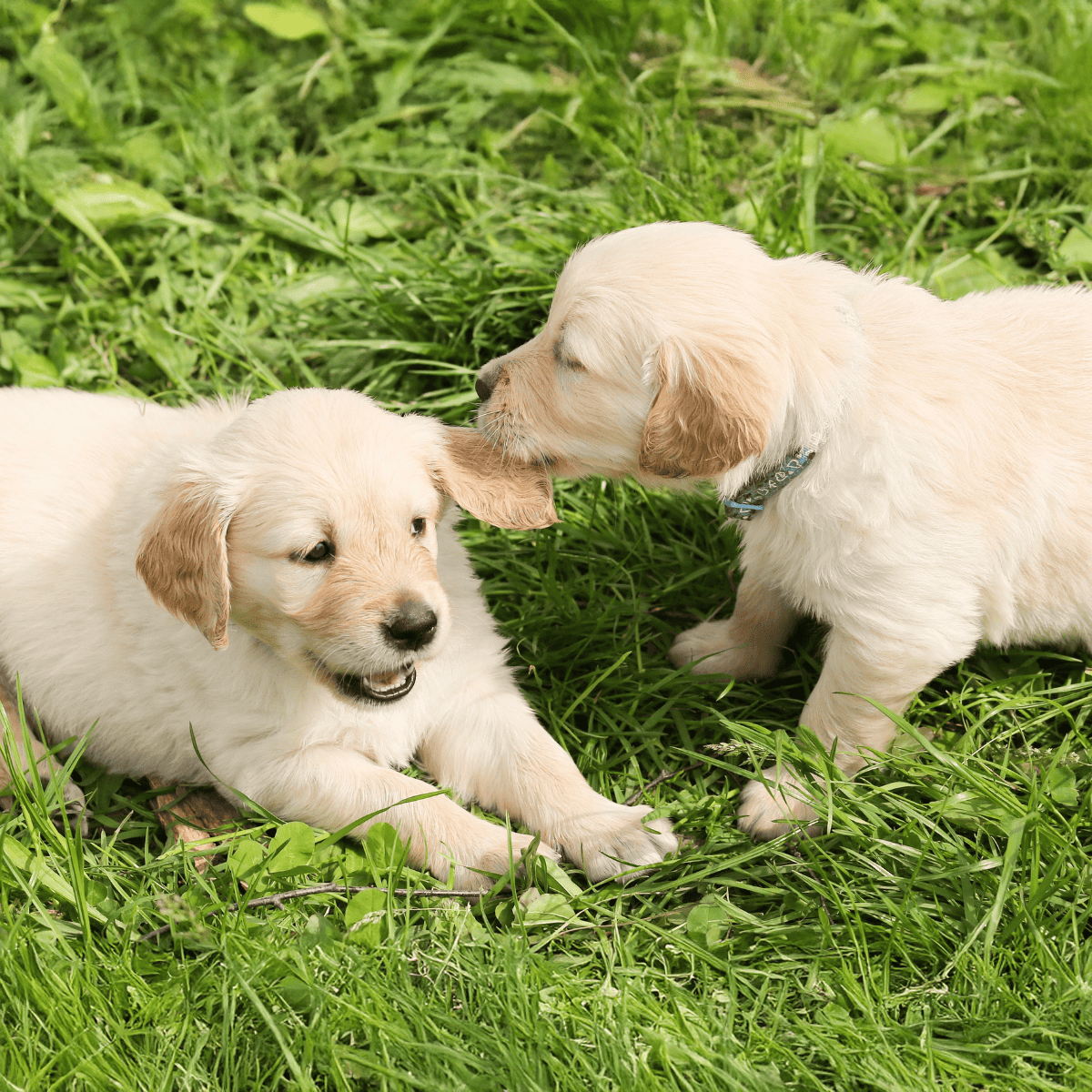 Adorable Golden Retriever puppies interacting outdoors on lush grass.