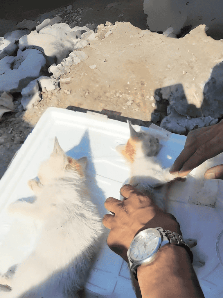 Close-up of a person rescuing a small puppy outdoors, emphasizing animal rescue and care.