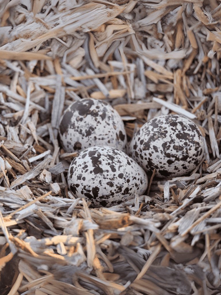 Eggs in wood shavings, nature, wildlife, farm, breeding, animal reproduction, bird eggs, nest, natural habitat.