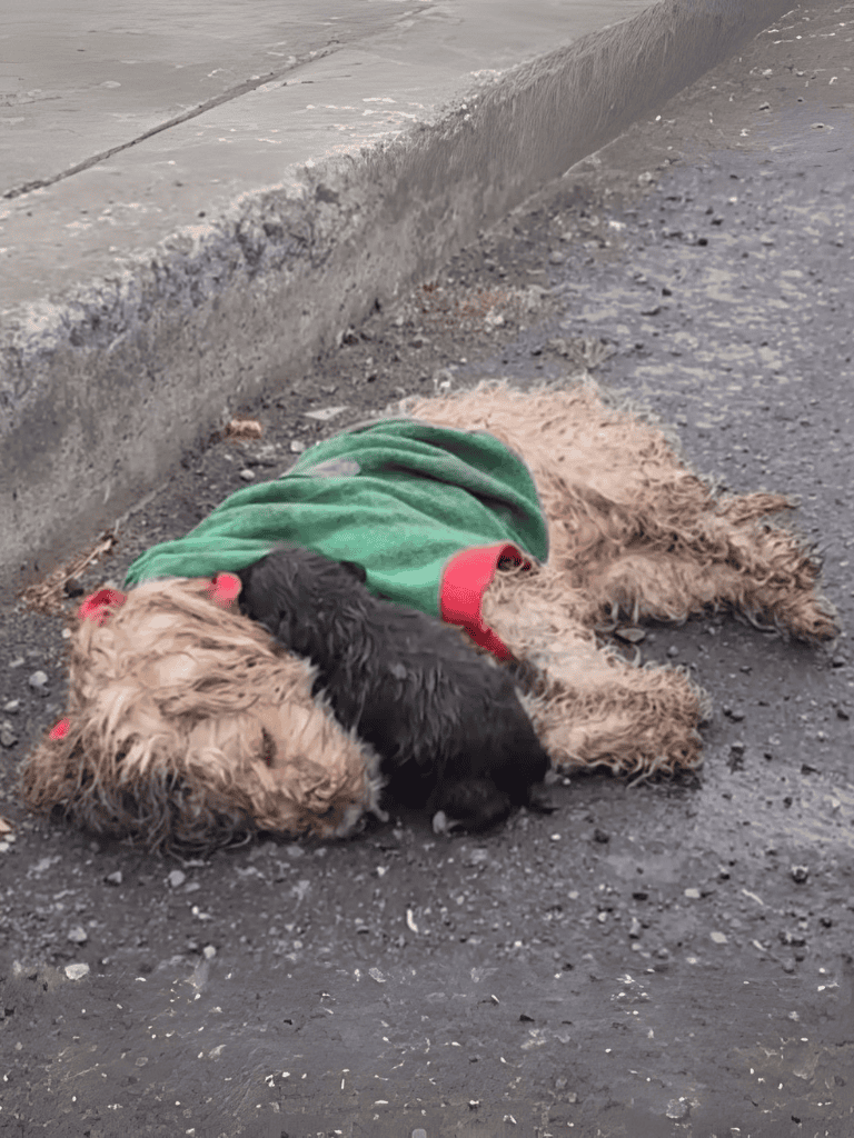Adorable dog and puppy napping together outside on pavement.