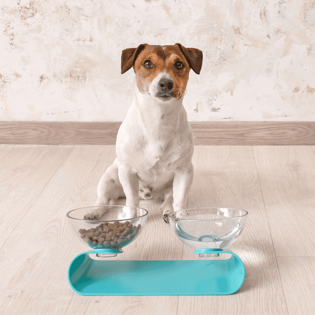 Alt text: Small puppy dog food bowls on digital scale with puppy sitting nearby.