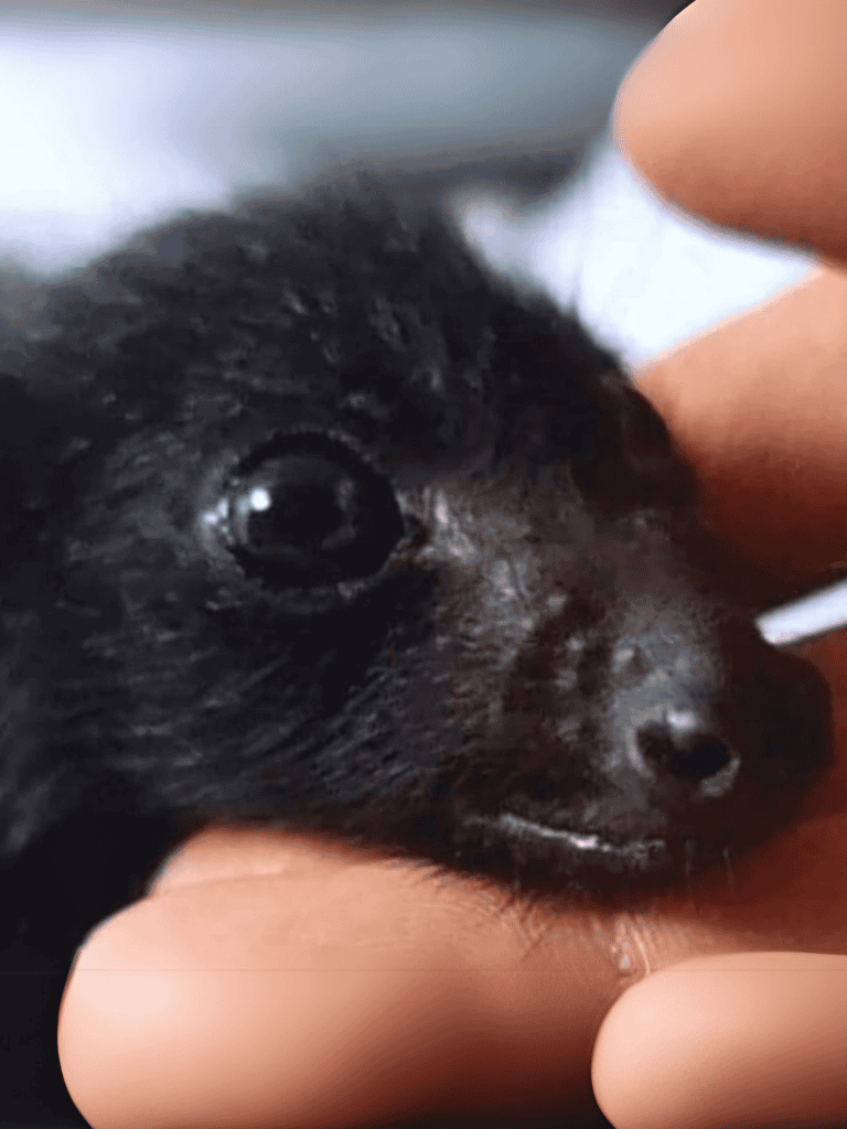 Close-up of a tiny black puppy's nose and cute face.