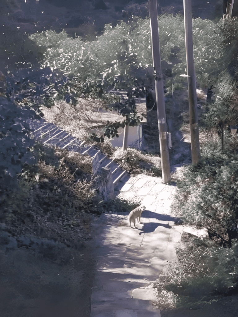 Dog walking on snow-covered trail with trees and power lines.