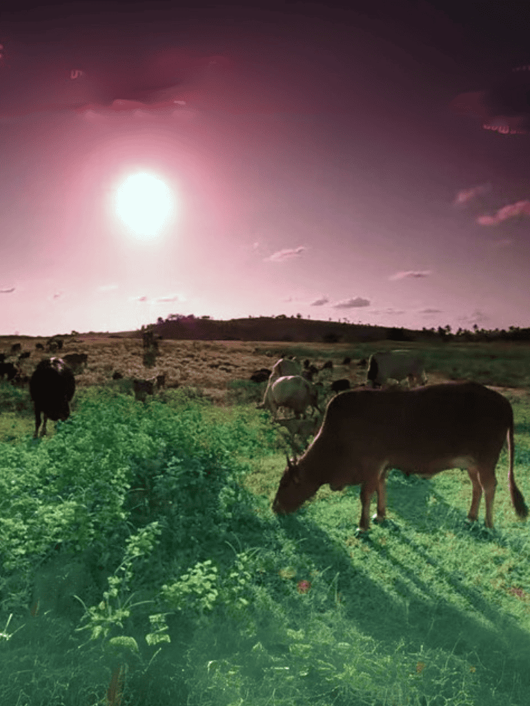 Bright sunset illuminating cows on green pasture.