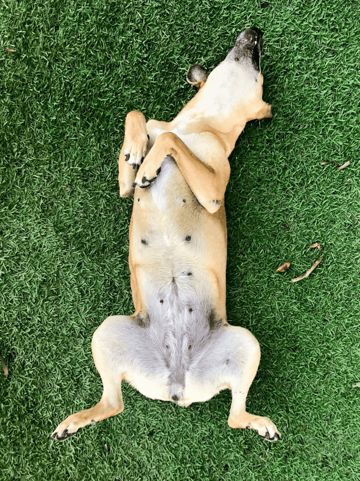 Cute dog relaxing outdoors on lush green grass.