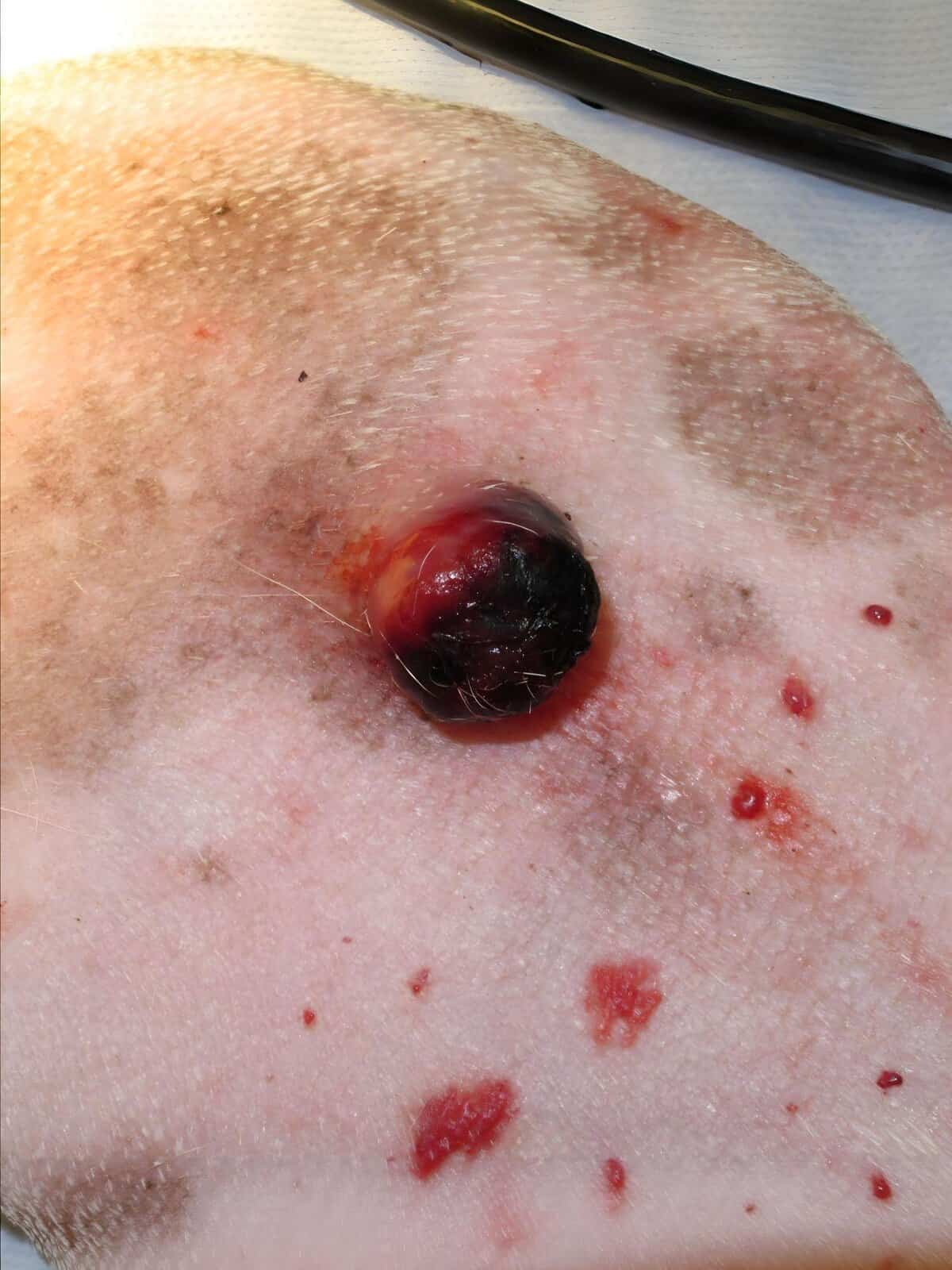 Close-up of dog’s skin with a severe infected wound and redness, indicating a skin infection or injury.