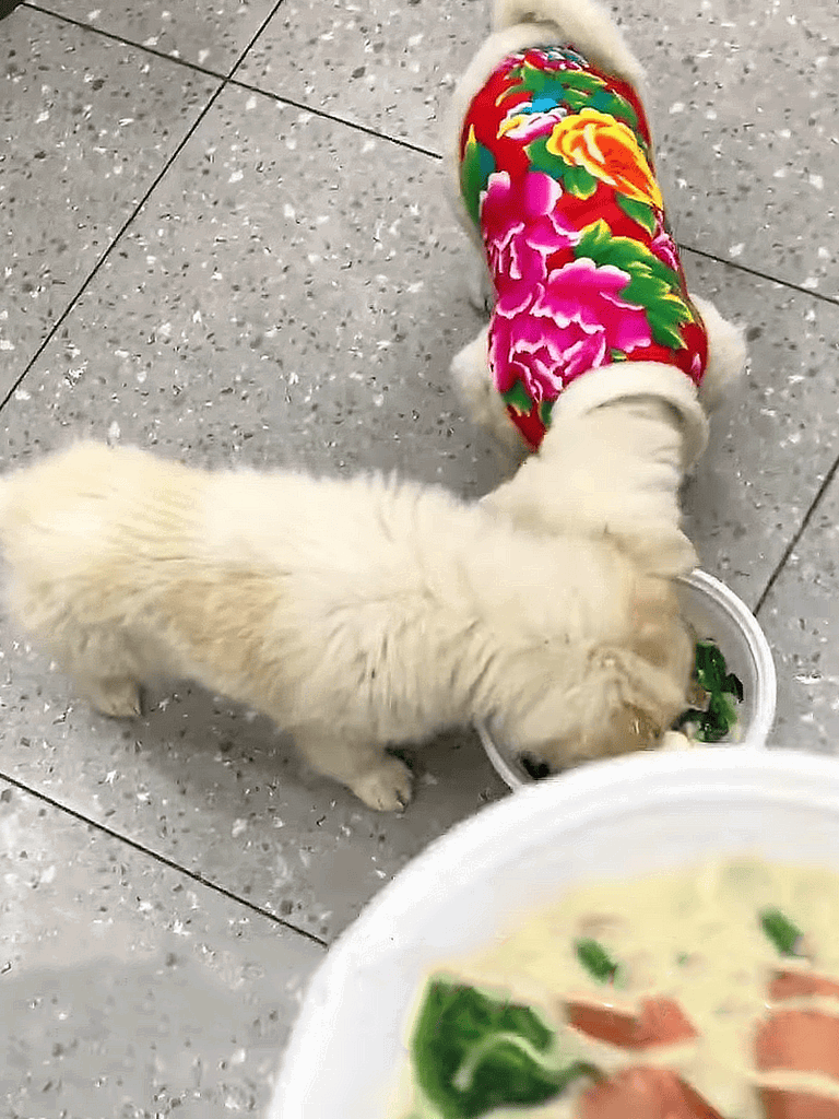 Puppy eating food from a bowl, adorable young dog enjoying a tasty meal.
