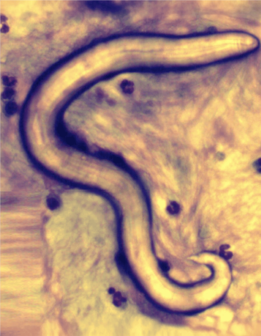 Close-up of a detailed eel illustration to improve pet illustration content.