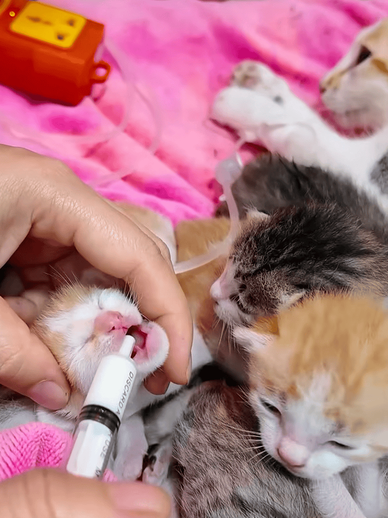 Close-up of a person administering oral vaccination to lounge of adorable kittens on pink blanket.