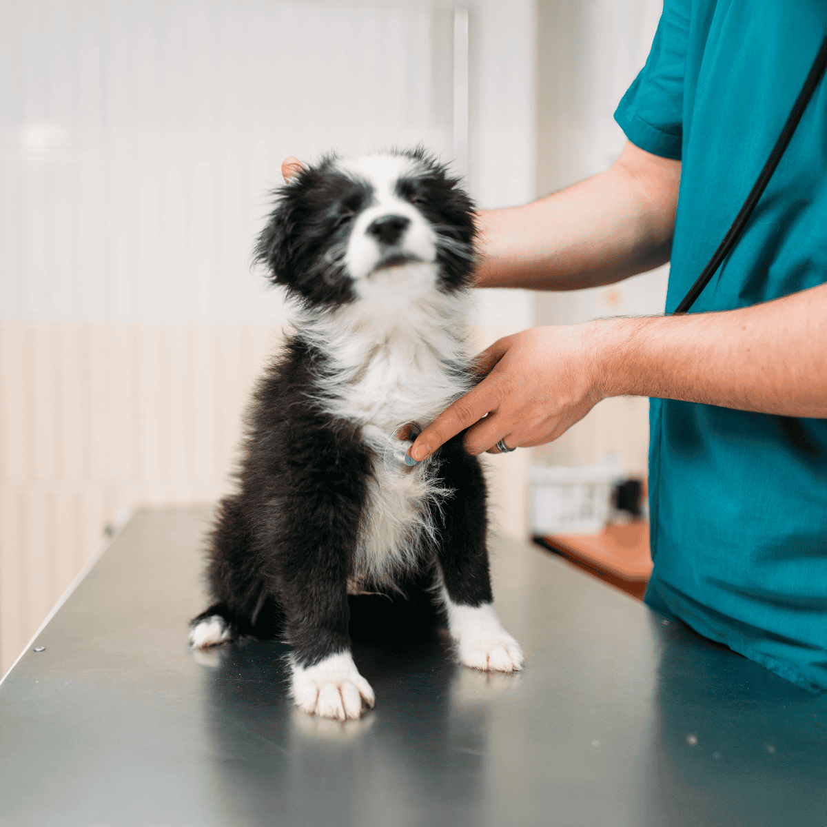 Puppy undergoing a vet examination, health check, and vaccination in a veterinary clinic.