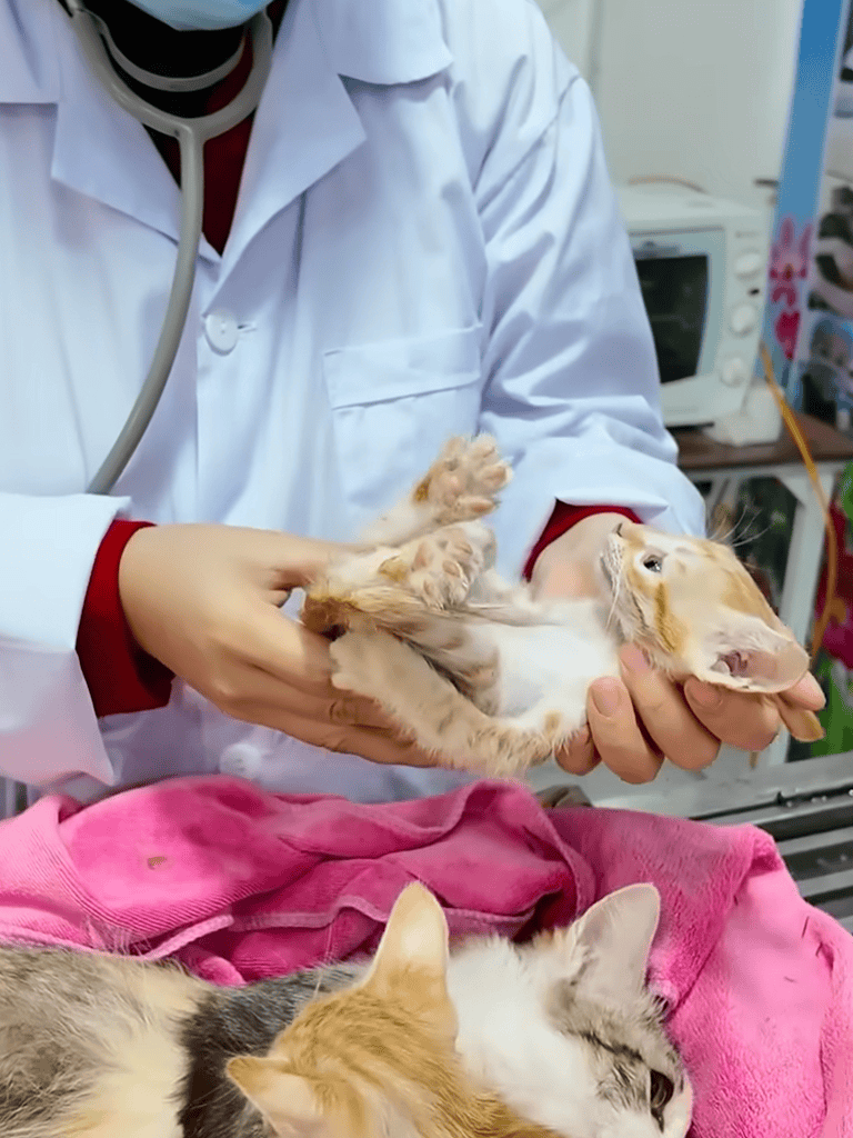 Veterinary, kitten, puppy, animal health, pet care.