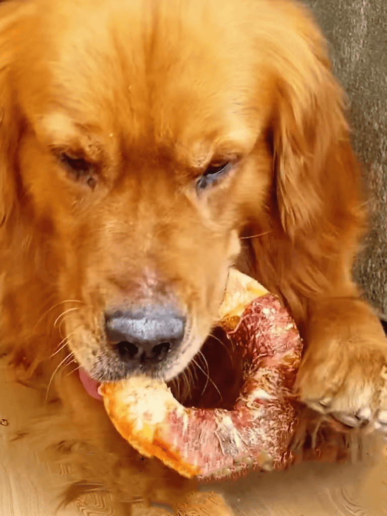 Golden retriever playing with a large rawhide bone for teeth cleaning.