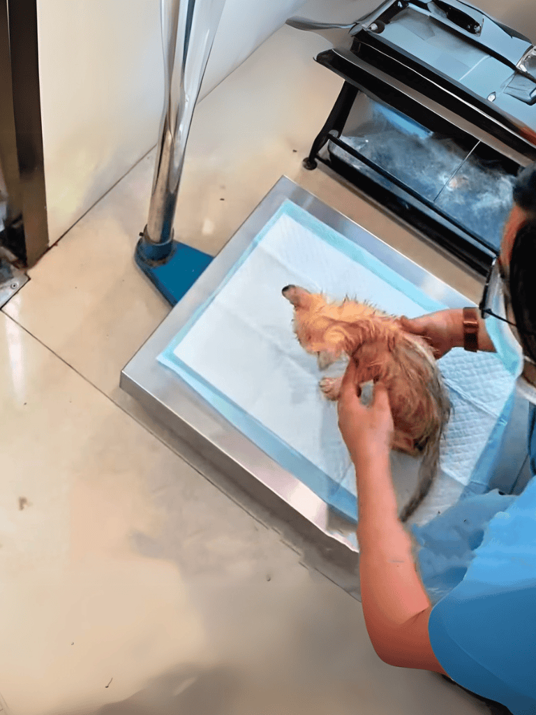 Dog being groomed on a professional scale mode.