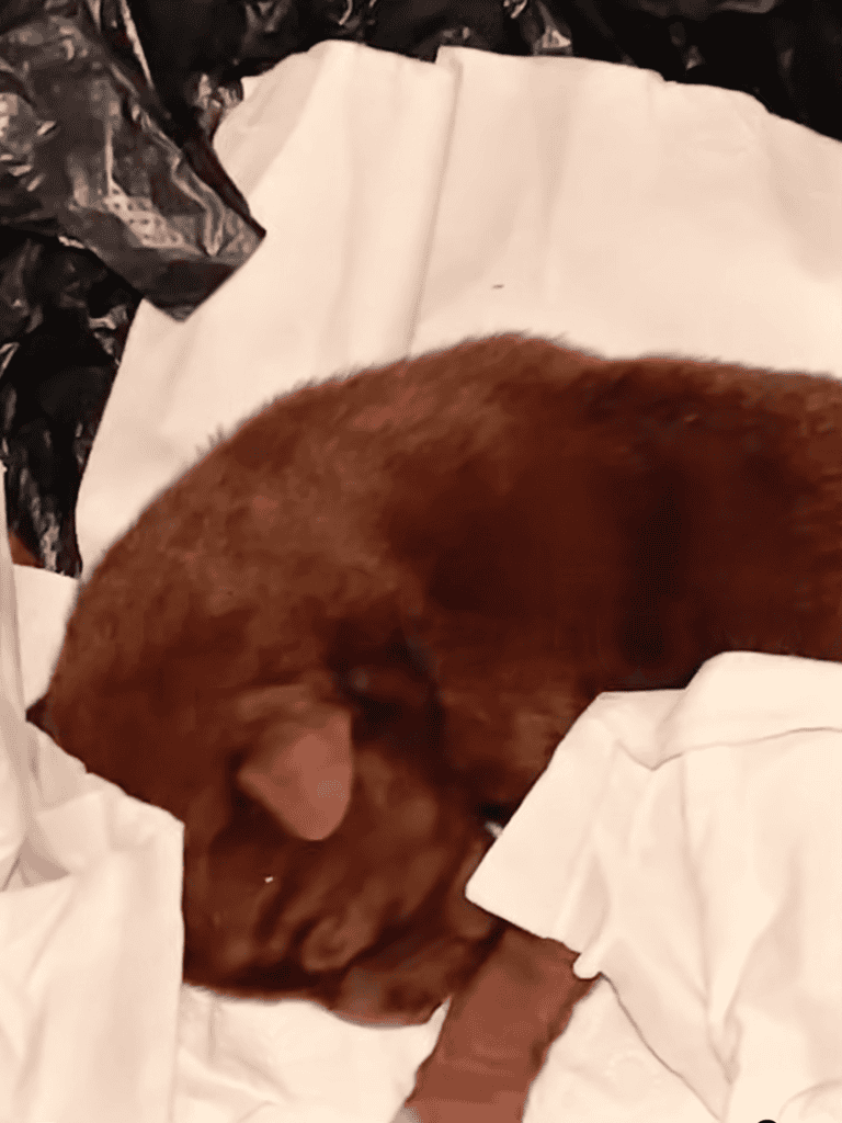 Dog licking cheese in a tray, in a pet food approach.