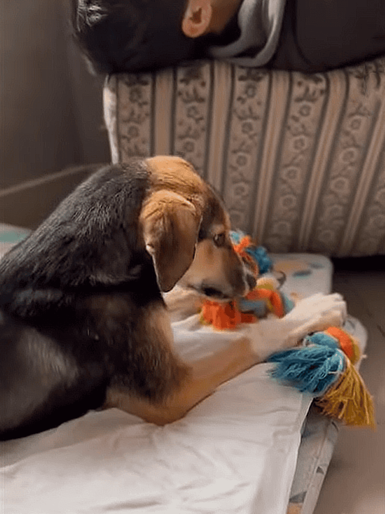 Adorable dog playing with colorful rope toy on a cozy couch. Perfect for pet lovers and dog grooming enthusiasts.