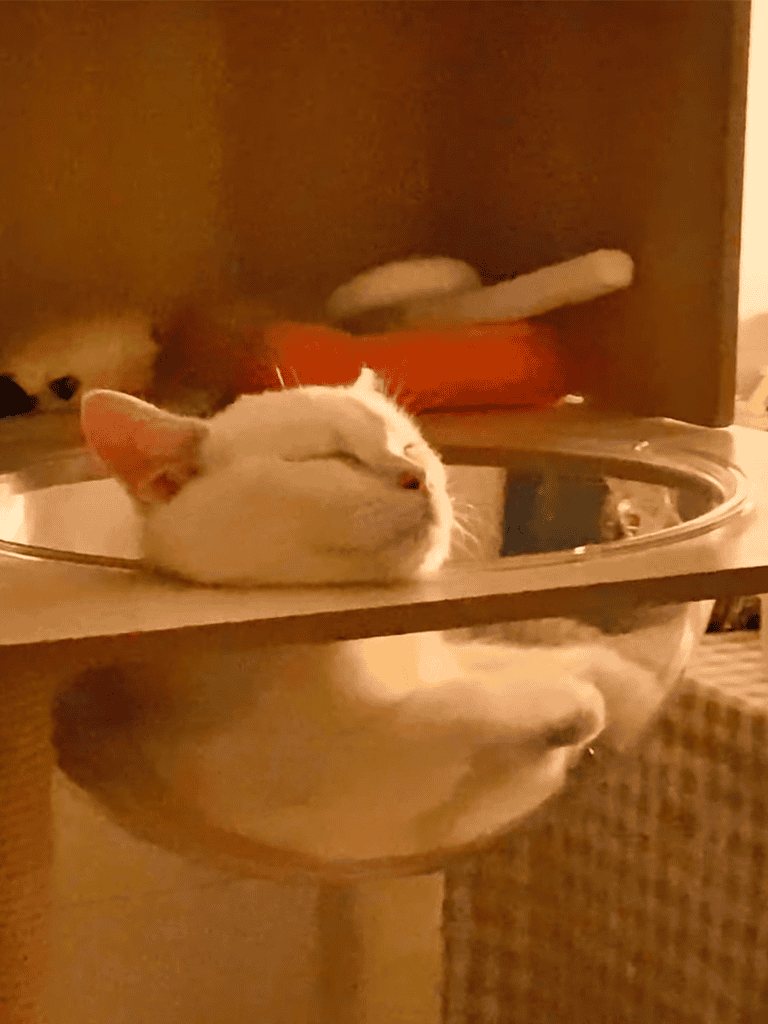 Cute white cat peacefully sleeping in a transparent glass bowl on a table.