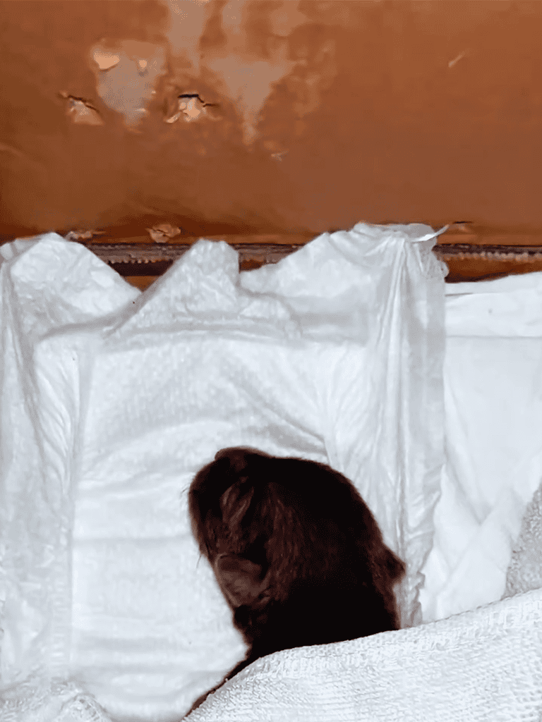 Dog resting on a soft surface, surrounded by white blankets and bedding.