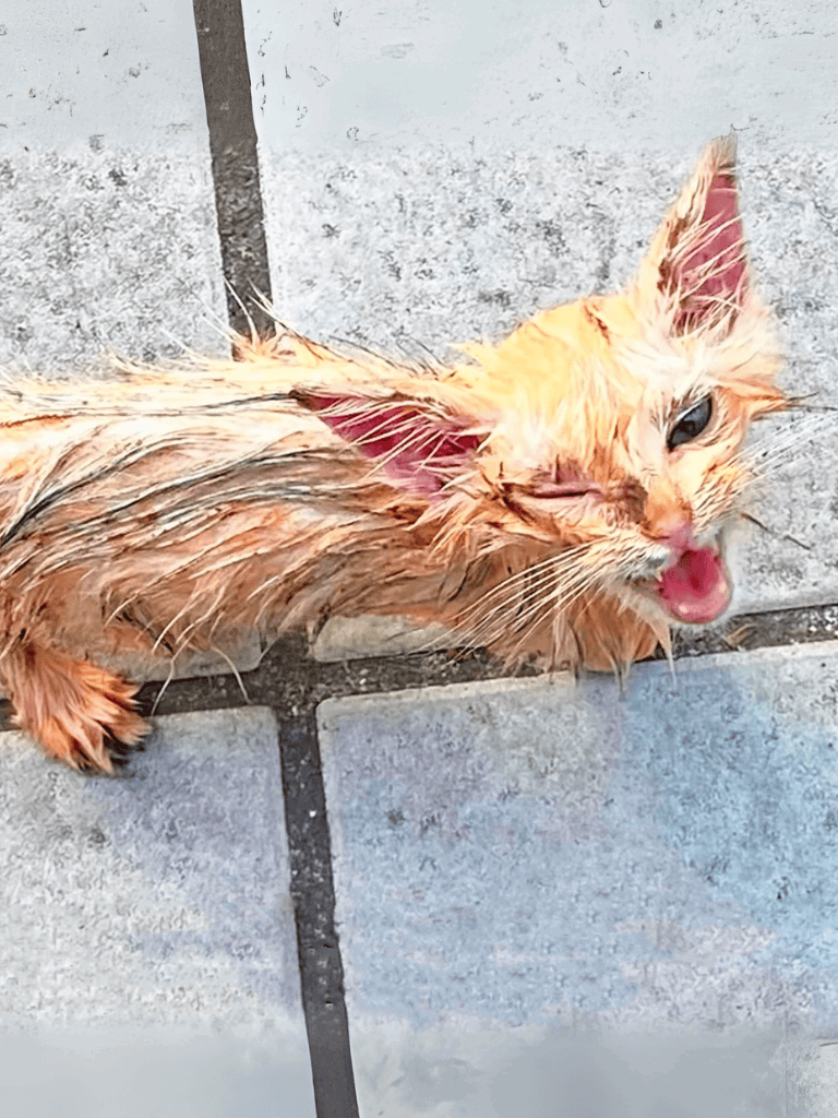 Gentle dog grooming service for pets.