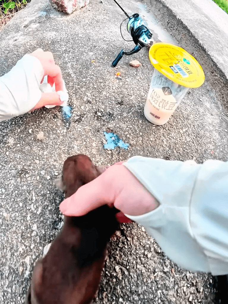 Puppy rescue on street, person feeding small dog with treat, supporting animal care and pet rescue services.