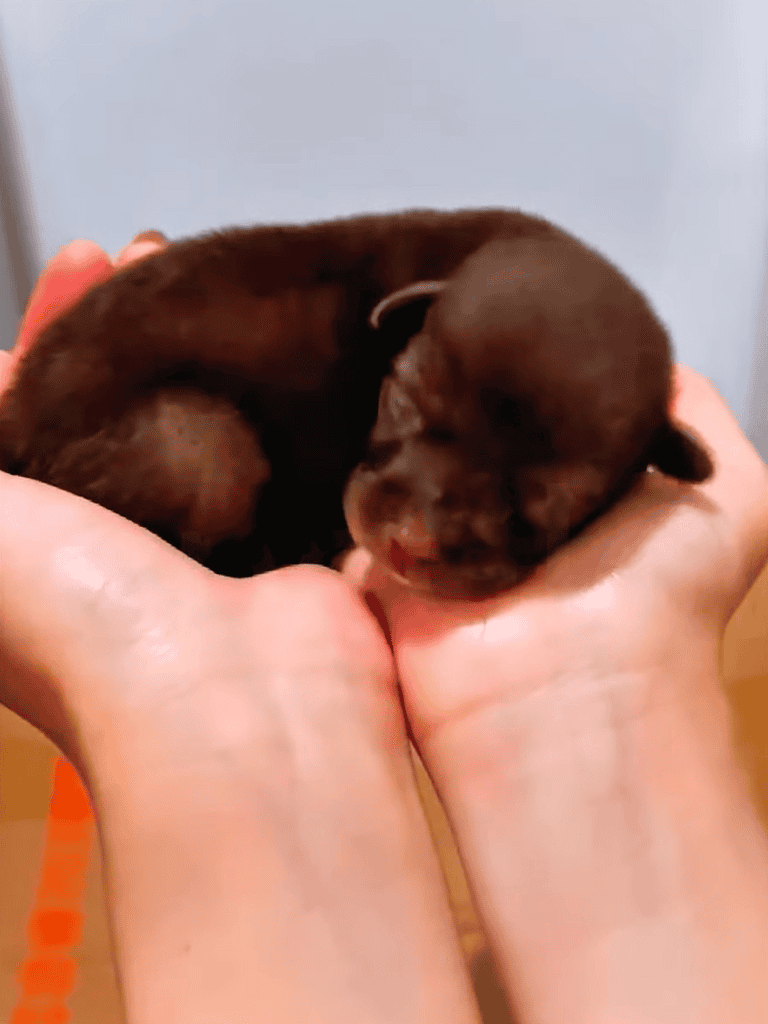 Adorable tiny brown puppy being gently held in hands, showcasing cuteness and fragile health. Perfect for dog care and puppy health tips.