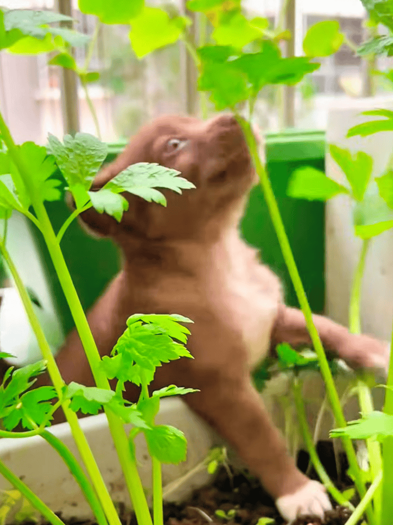 Cute puppy exploring lush green houseplants.