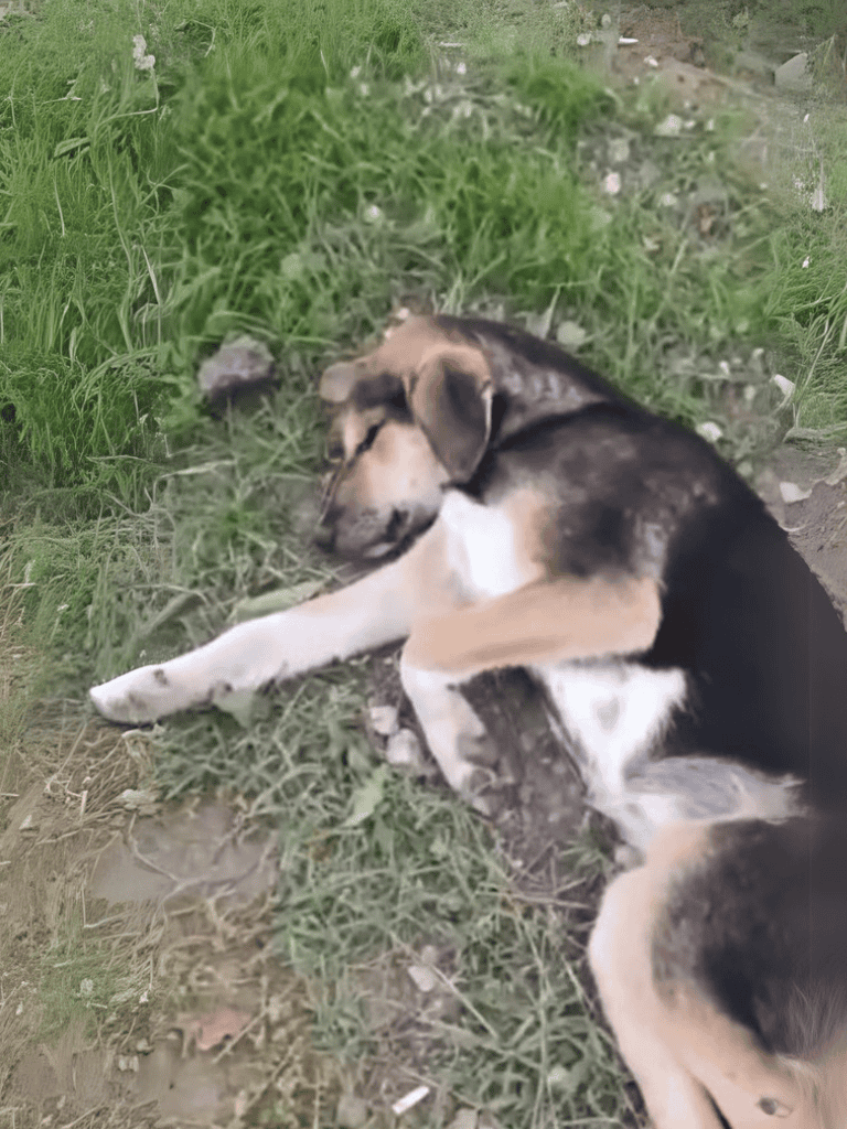 Relaxed dog lying on grass, peacefully napping outdoors in natural surroundings.