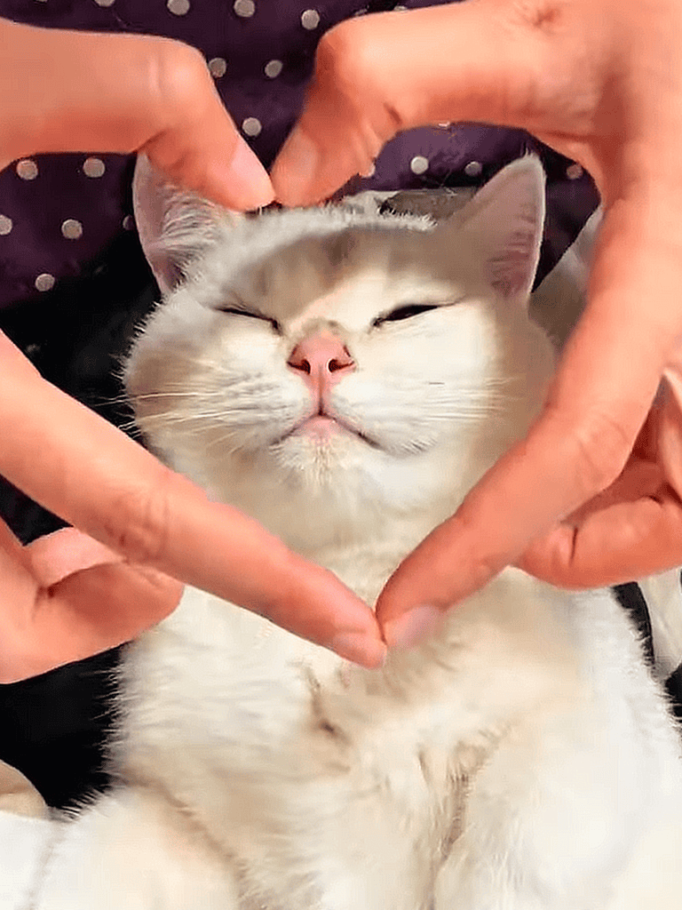 Adorable cat with closed eyes and pink nose making heart shape with paws.