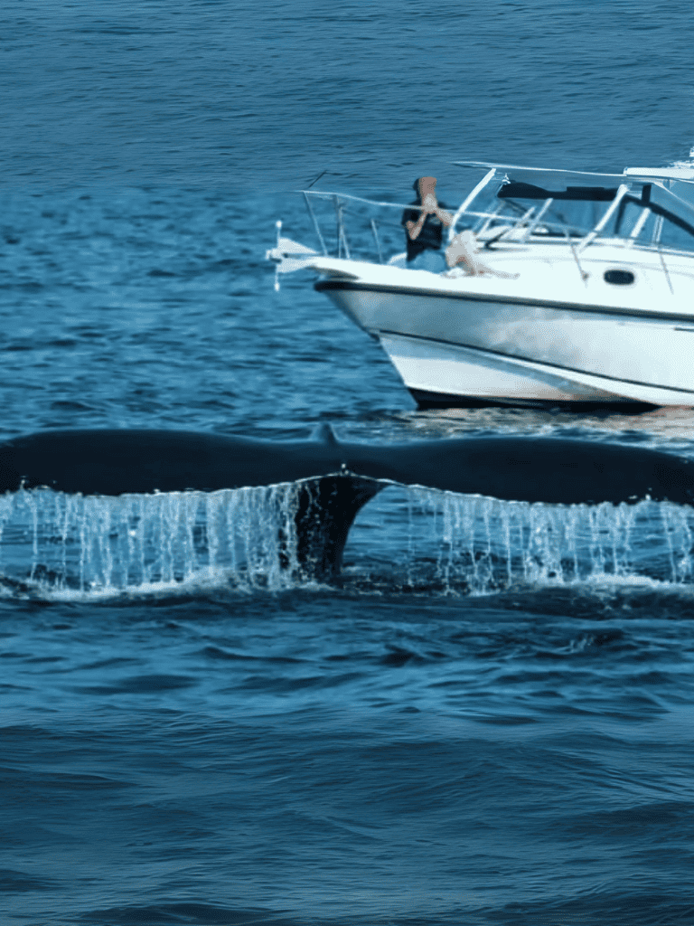 Whale-watching boat tour on open sea, with a person observing the whale from the deck.
