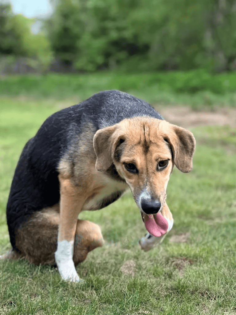 Adorable mixed breed dog with a tan and black coat, playful demeanor, and flopping tongue in a lush green yard.