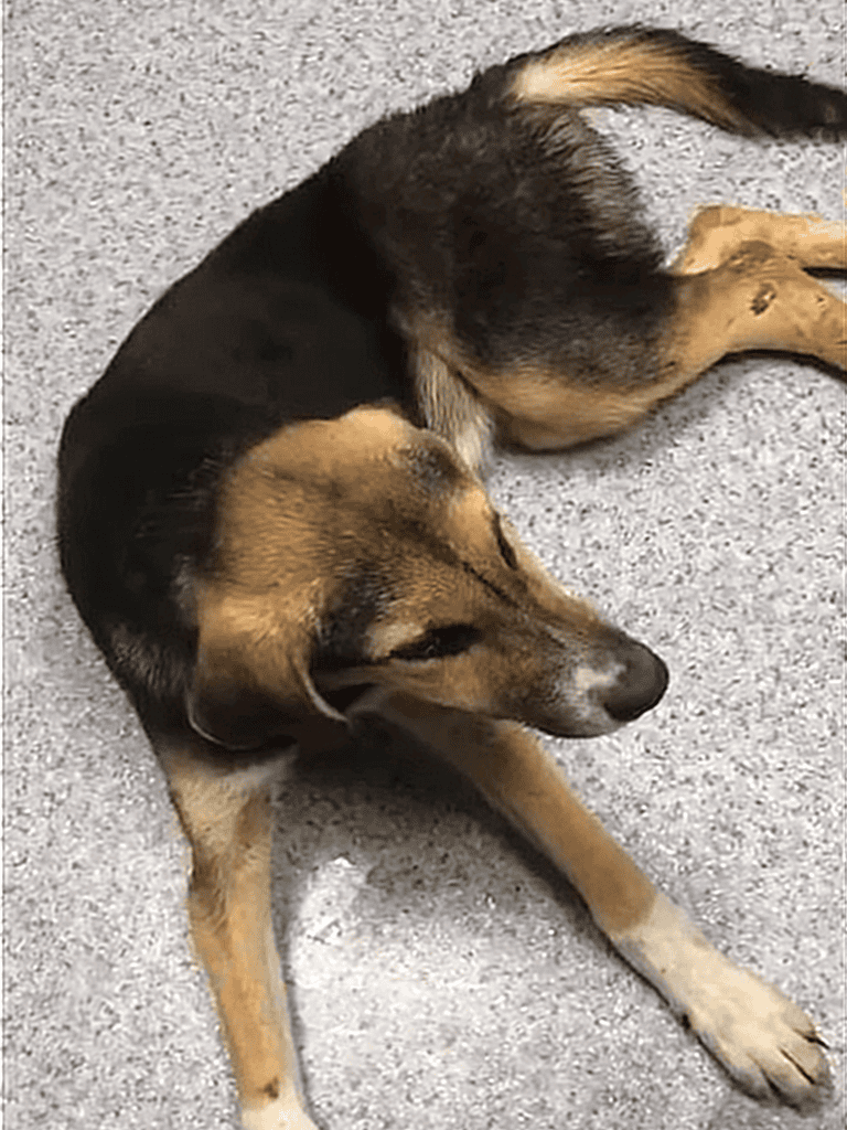 Relaxed dog lying on gray carpet, calm and resting.