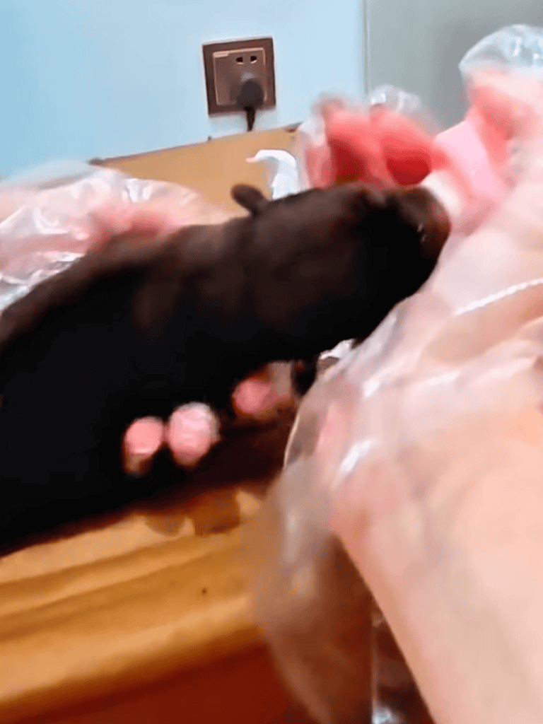 Adorable puppy nursing from mother, natural dog care, newborn puppy health and bonding.