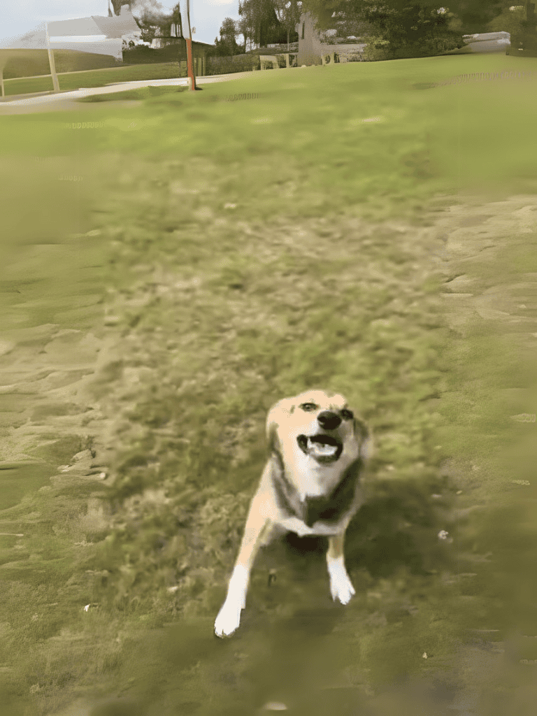 Dog playing outdoors on a golf course, showcasing active and happy pet moments.