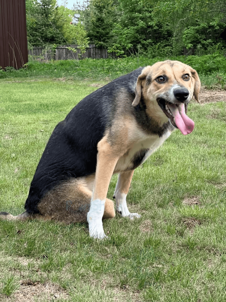 Adorable mixed-breed dog sitting on a lush green lawn, happy and excited with tongue out.